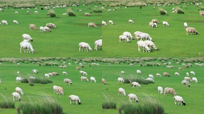 牧场莺飞草长  风吹草低见牛羊