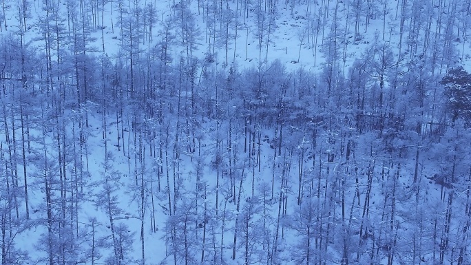 内蒙古大兴安岭冬季雾凇银装素裹