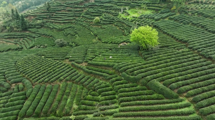 航拍四川乐山春天茶场一颗发芽的树茶农采茶