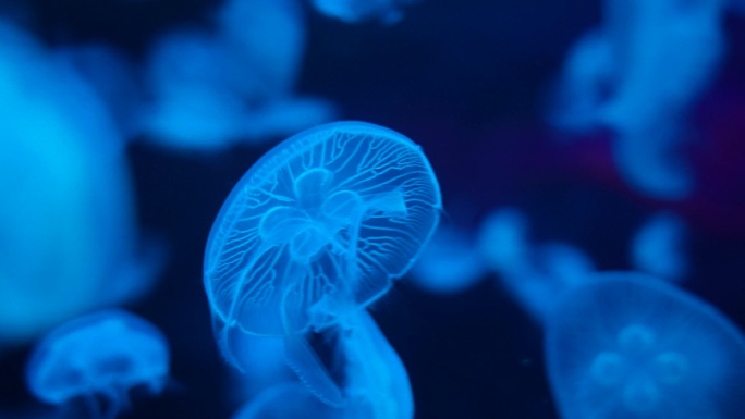 唯美海洋生物-水母