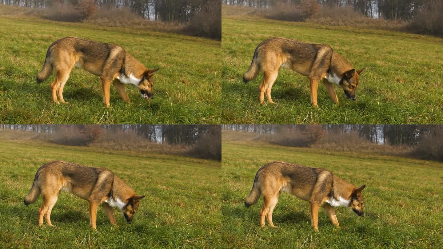 特写:一只可爱的棕色狗在乡间散步时嚼着绿草
