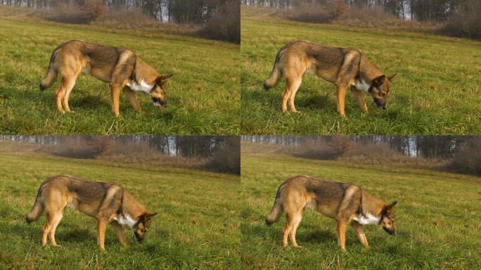 特写:一只可爱的棕色狗在乡间散步时嚼着绿草