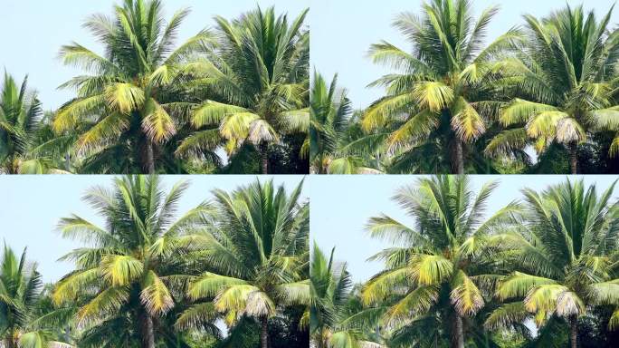 热带椰树叶摇摆风阳光夏天的背景
