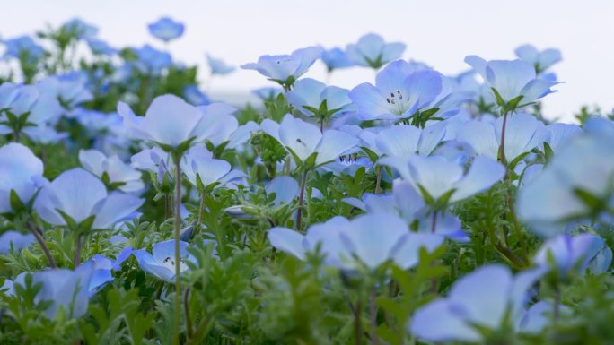 “Nemophila”的4K慢动作视频，一朵蓝色的小花在风中摇曳。