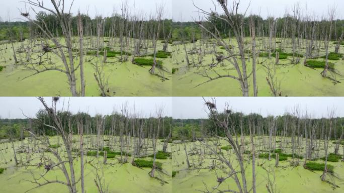 绿藻覆盖的沼泽，蓝鹭在树上筑巢，美国密歇根州安娜堡附近