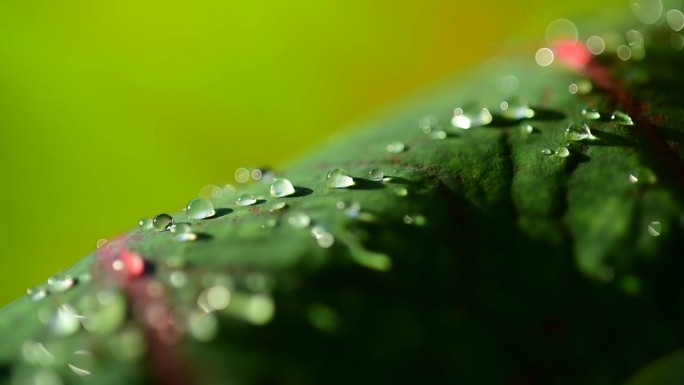 雨季时树叶上的大水滴