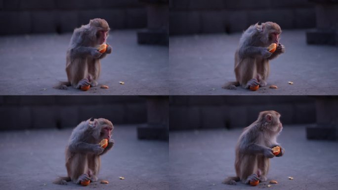 猴子 橙子 脐橙 猴子吃东西 人文