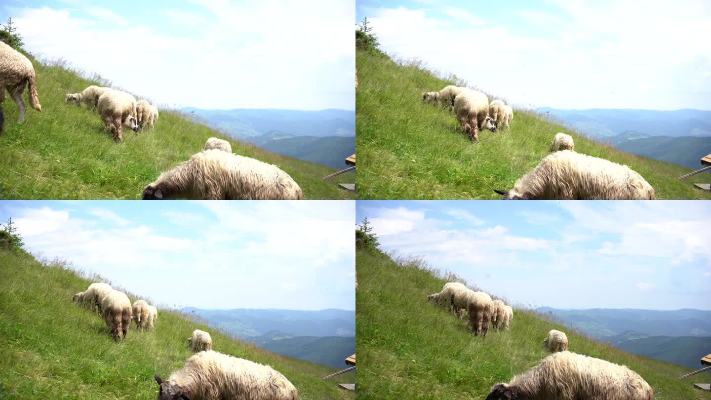在高山上村庄的农场里，毛茸茸的小羊正在草地上吃草，在白天的阳光下享受大自然。牧羊人、自由放养和负责任