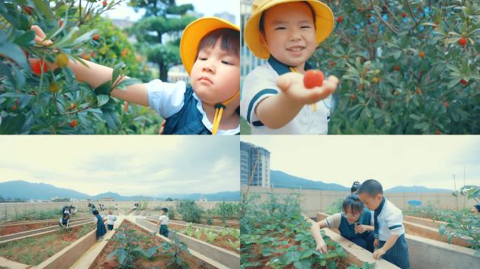 小朋友采摘杨梅幼儿自然课给植物浇水农作物