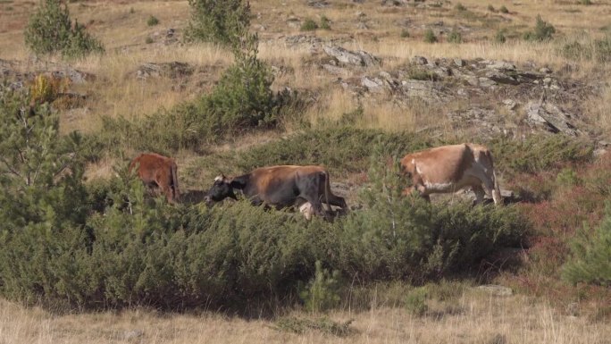 在干草和石南草上吃草的一群家牛