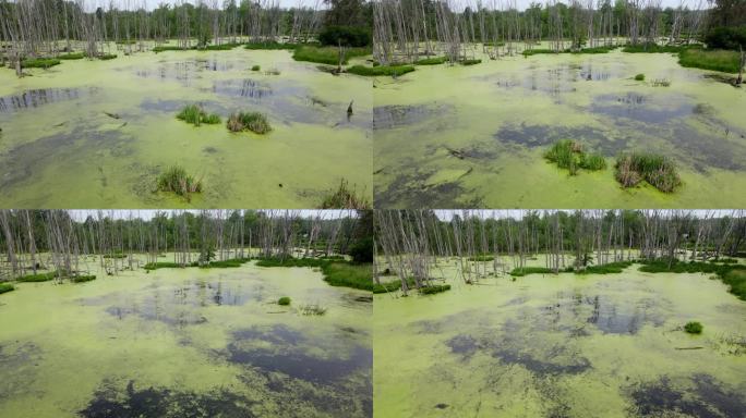 藻类覆盖的沼泽，在美国密歇根州安娜堡附近，多利