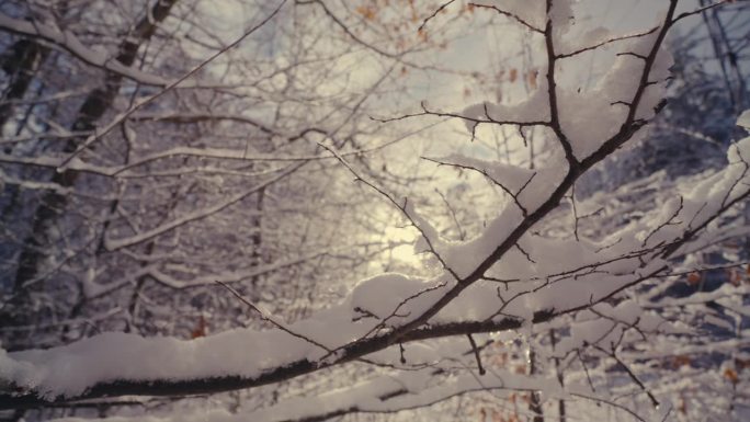 森林里的树枝上覆盖着霜和雪