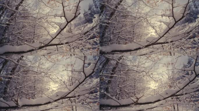 森林里的树枝上覆盖着霜和雪