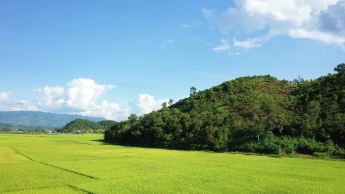 绿色和金色的稻田在绿色的山上，亚洲，越南，东京，奠边府，夏天，在一个阳光明媚的日子。
