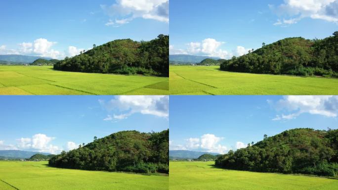 绿色和金色的稻田在绿色的山上，亚洲，越南，东京，奠边府，夏天，在一个阳光明媚的日子。
