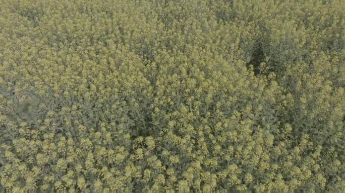 【5K】阳光下盛开的油菜花田全景近景航拍