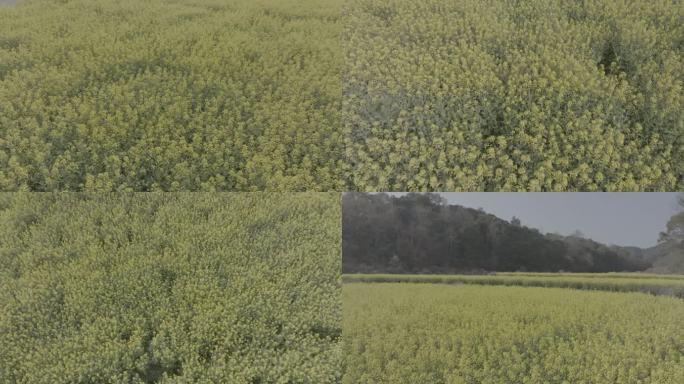 【5K】阳光下盛开的油菜花田全景近景航拍