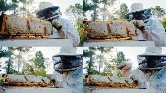 农场、养蜂人及野外蜜蜂在野外采集蜂蜜、蜂箱或蜂架。工业，可持续发展或养蜂人在田间从事农业，收获或蜂窝