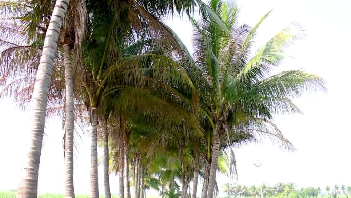 热带椰树叶摇摆风阳光夏天的背景