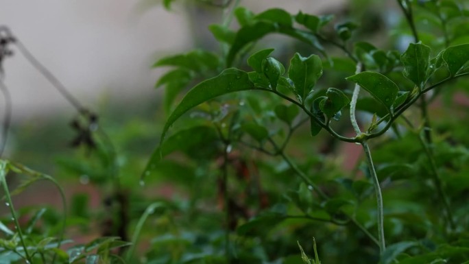 一场暴雨的4K视频，有闪电和雷声，可听和被动的雨滴声