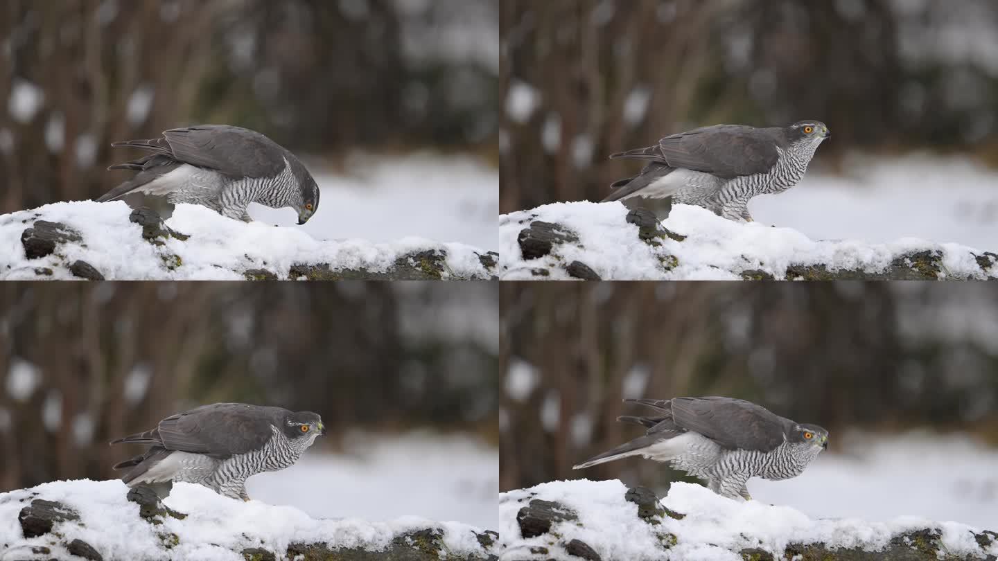北方苍鹰在白雪皑皑的森林里吃着猎物