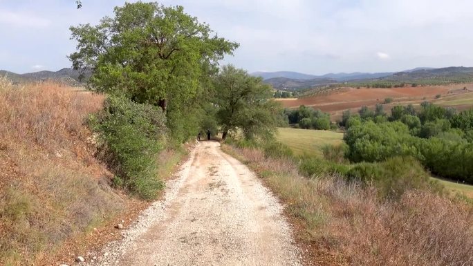 卡米诺MoSantiagozárabe在典型的西班牙乡村橄榄树林中向前延伸