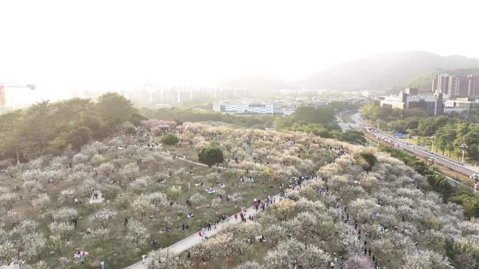 中国广东省广州市黄埔区市民广场梅花盛开