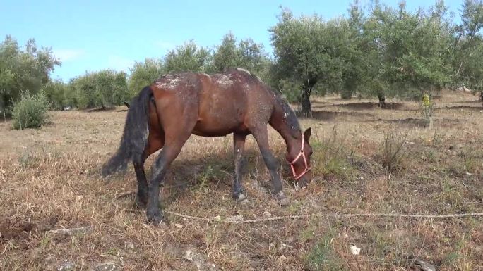 一匹马在路边吃东西，背景是橄榄树
