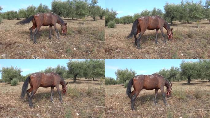 一匹马在路边吃东西，背景是橄榄树