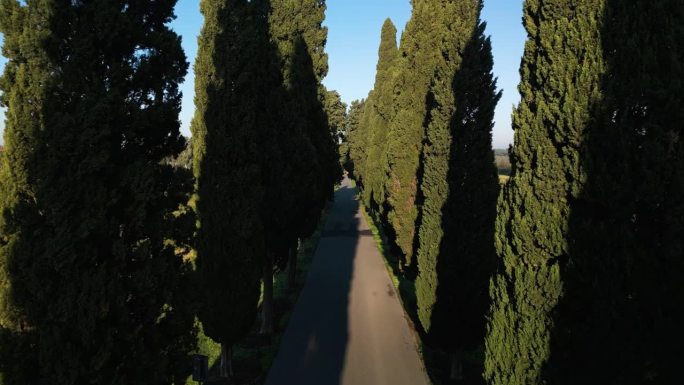 高大的树木排列在阿庇阿古道的道路上，在罗马胜利的小径上投下阴影