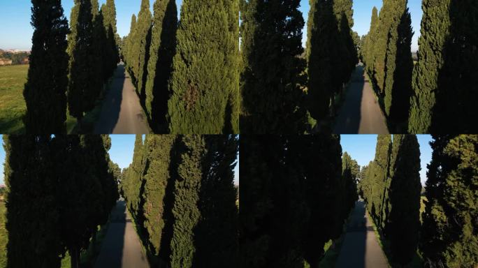 高大的树木排列在阿庇阿古道的道路上，在罗马胜利的小径上投下阴影