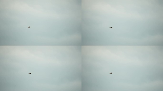 捕食者猎鹰在空中盘旋，在地面上寻找食物。翱翔的猎鹰或鹰冻结在地面上方的空中，准备冲下来捕食。慢动作