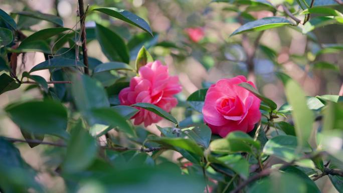 茶花山茶花地拍