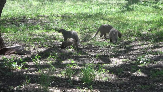 非洲大草原保护区的一个野生猫鼬家族。
