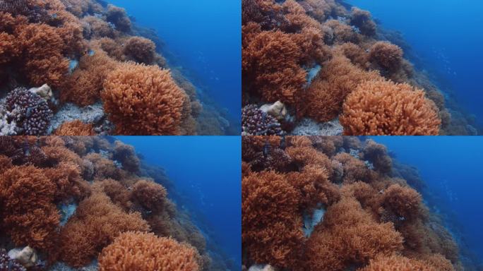 在清澈的蓝色海洋中，活珊瑚和一群热带鱼在水下。海洋动植物