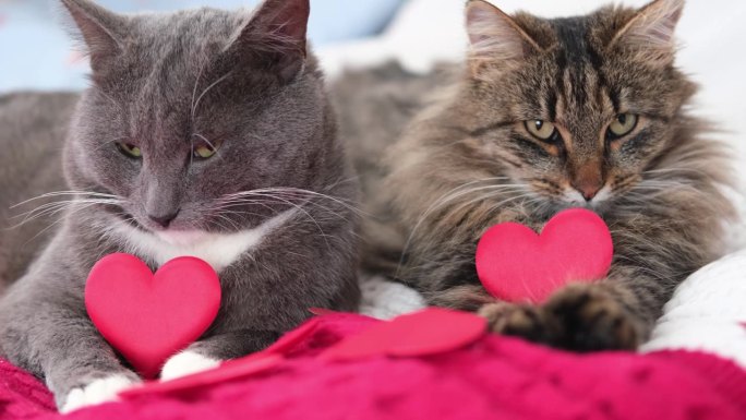 两只猫依偎在一起。猫的夫妇。可爱的国内虎斑猫友好的拥抱躺在床上。2小猫一起洗，有友谊。猫咪休息，依偎