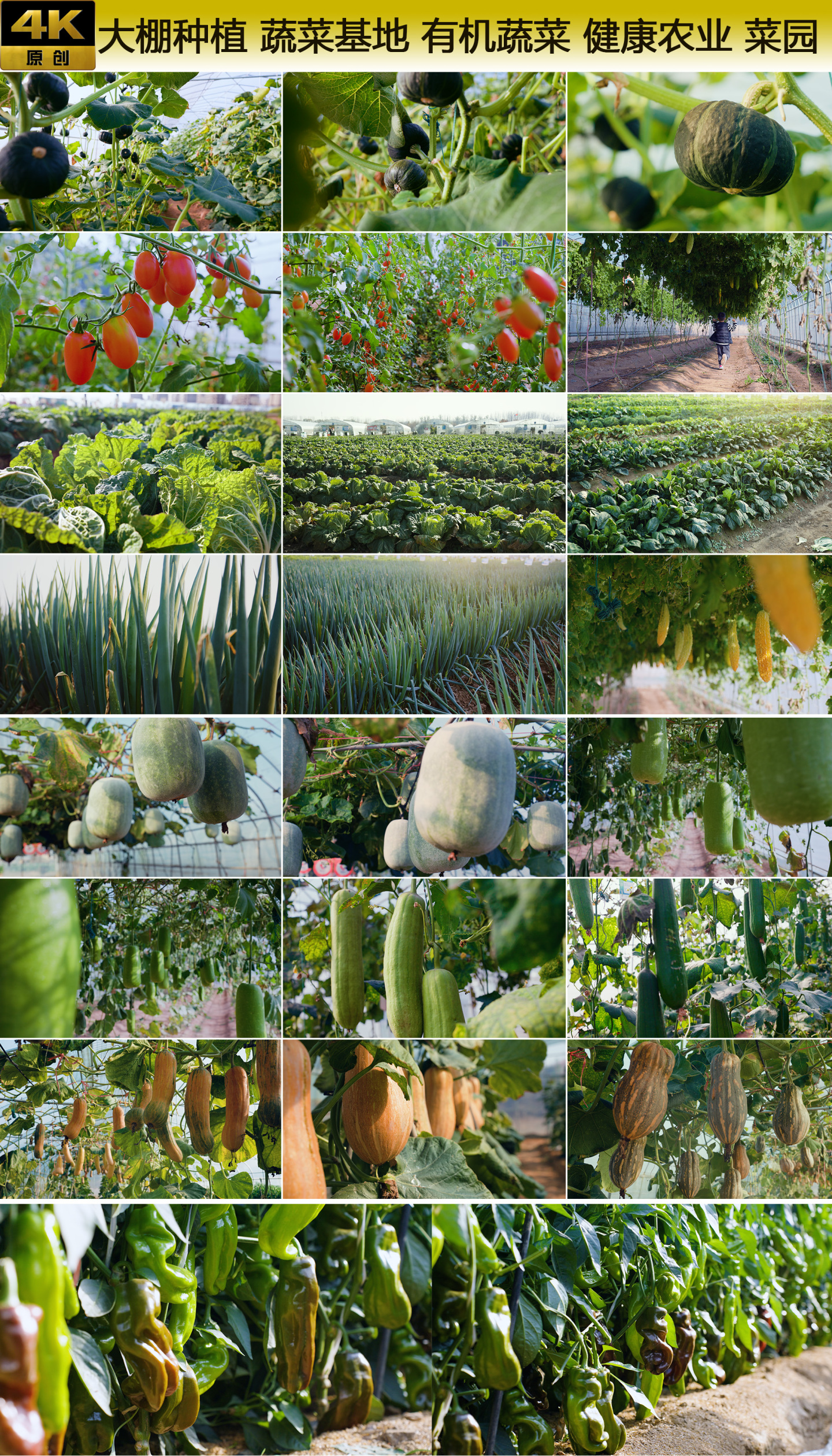 大棚种植 蔬菜基地 有机蔬菜 健康农业