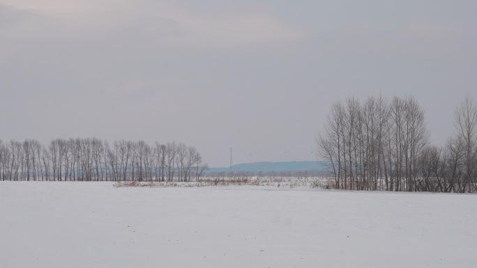 树林 雪地 天空 远方 东北