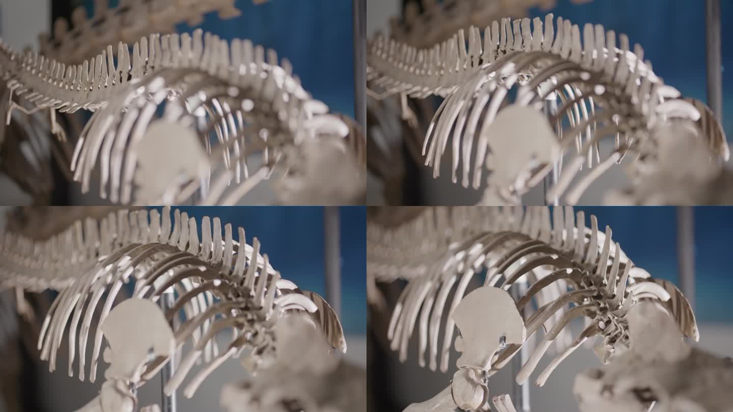 龙王鲸恐龙骨架沿脊盘展出