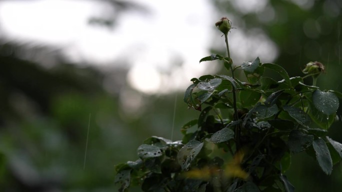 一场暴雨的4K视频，有闪电和雷声，可听和被动的雨滴声