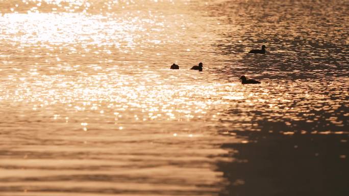 鸭子夕阳下湖里海里的鸳鸯戏水