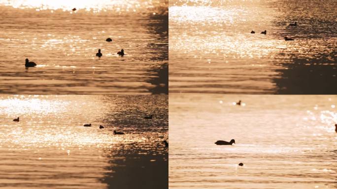 鸭子夕阳下湖里海里的鸳鸯戏水