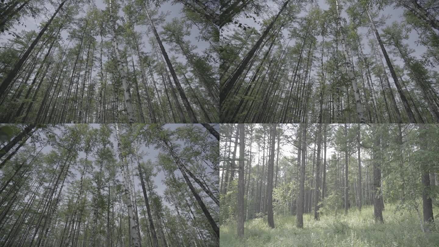 【1080p】大兴安岭树林原始森林保护区