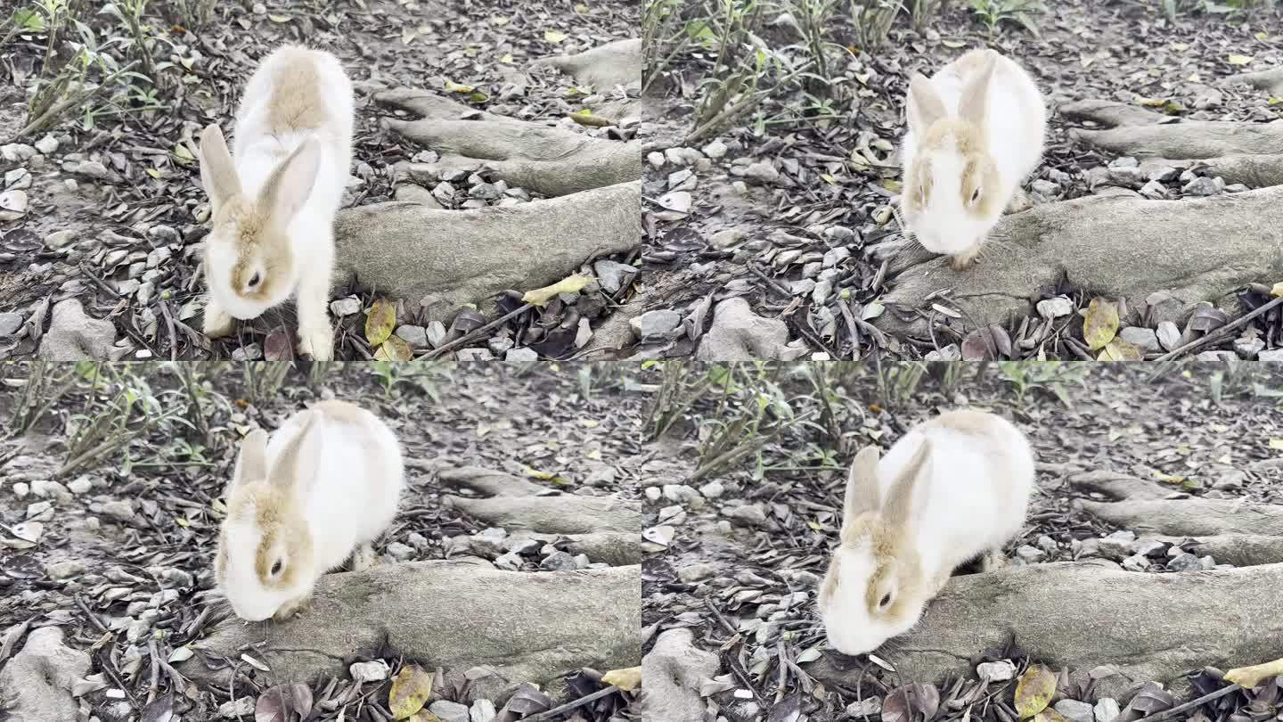 兔子动物进食素材1080P实拍视频