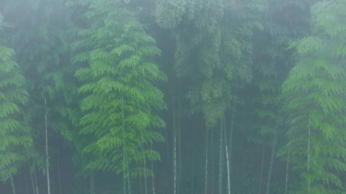 晨雾茶山竹海航拍