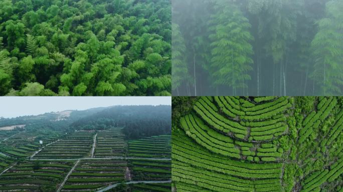 晨雾茶山竹海航拍