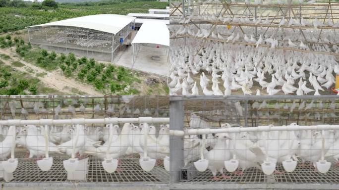 4K白鸽养殖场航拍肉鸽养殖业农业规模