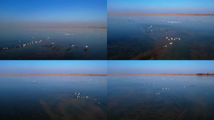 鄱阳湖面栖息的候鸟群