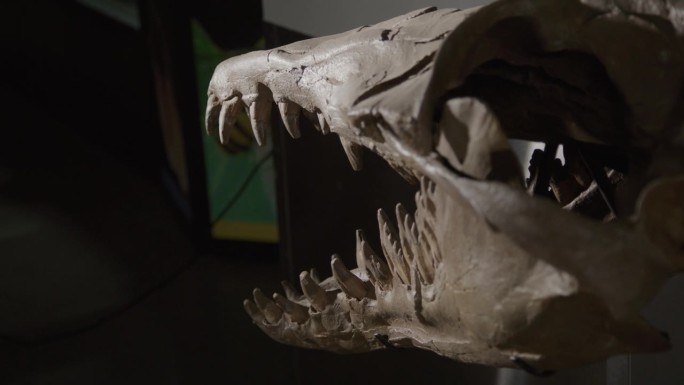水龙骨架-水龙化石头骨戏剧性照明