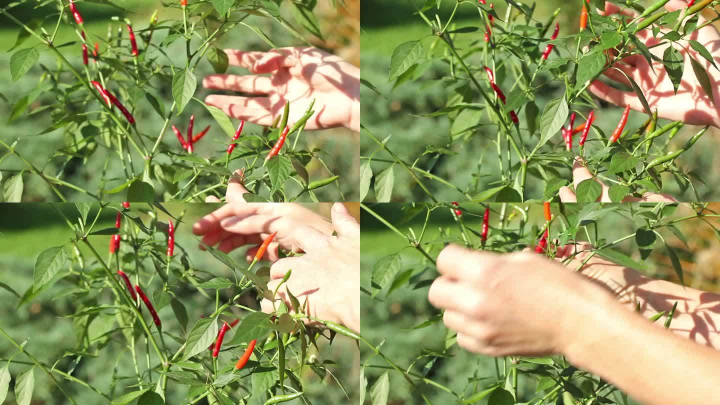 双手抚摸着种着辣椒的植物